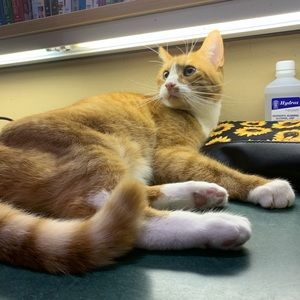 Meet your Posher, Brentt